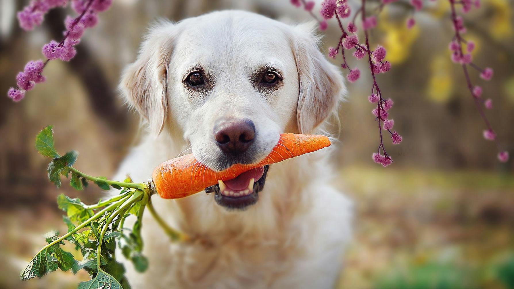 Dog eating a carrot